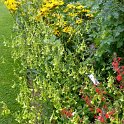 Nicotiana langsdorfii (2)
